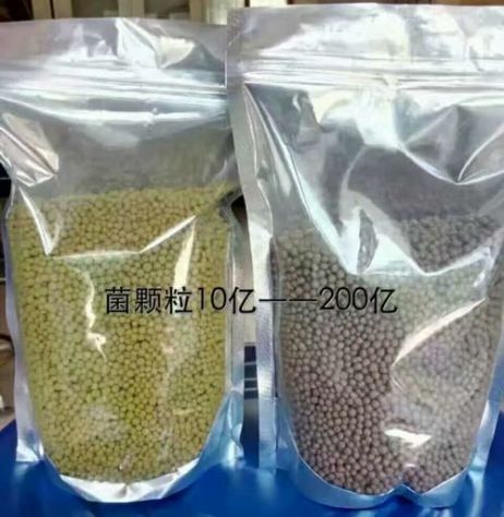 點(diǎn)擊查看詳細(xì)信息<br>標(biāo)題：枯草芽孢桿菌菌劑顆粒 閱讀次數(shù)：4140