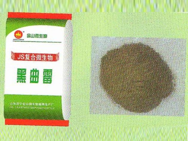 點(diǎn)擊查看詳細(xì)信息<br>標(biāo)題：黑曲霉 閱讀次數(shù)：2887