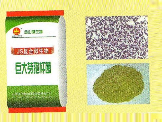 點(diǎn)擊查看詳細(xì)信息<br>標(biāo)題：巨大芽孢桿菌 閱讀次數(shù)：2789